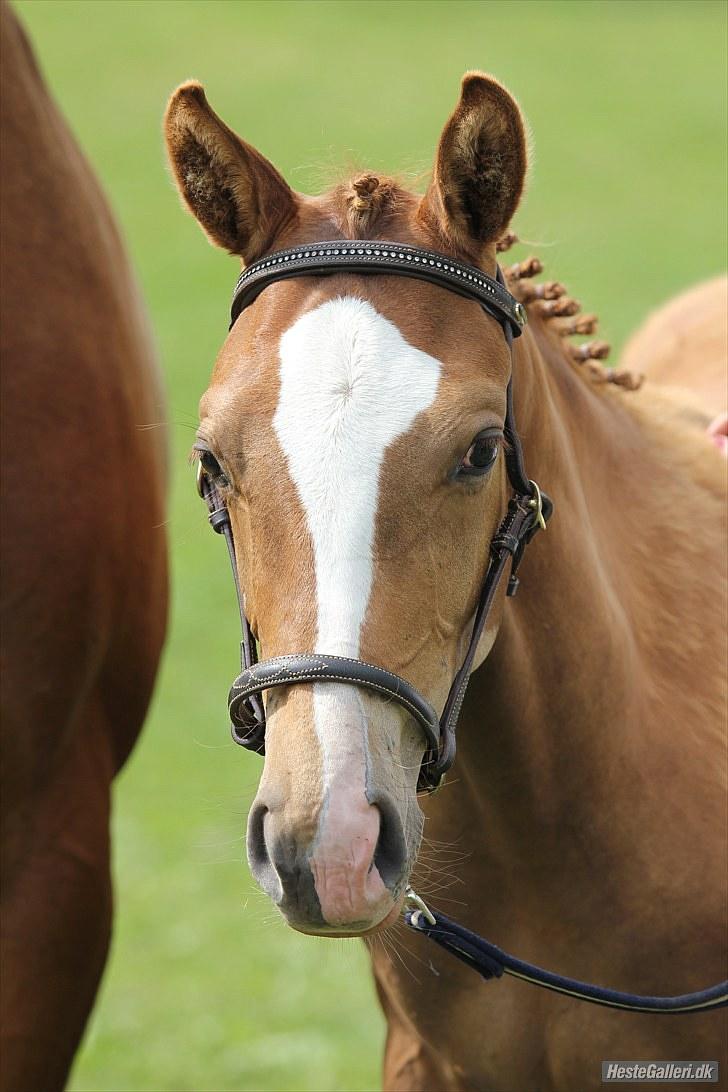 CaVa til følkåring - 15.08.10 billede 2