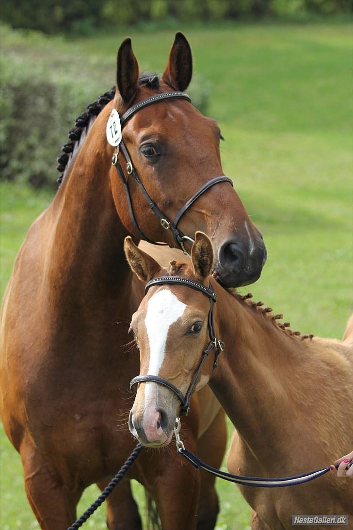 CaVa til følkåring - 15.08.10 billede 3
