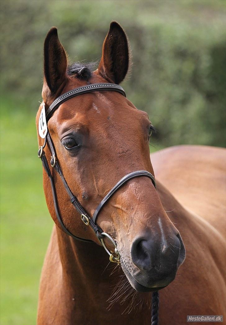 CaVa til følkåring - 15.08.10 - Søde farmand Lukas. Han var simpelhen så fantastisk at have med som erstatning for Akitha. billede 4