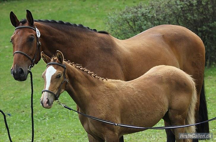 CaVa til følkåring - 15.08.10 billede 5