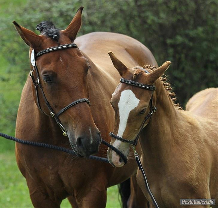 CaVa til følkåring - 15.08.10 billede 6