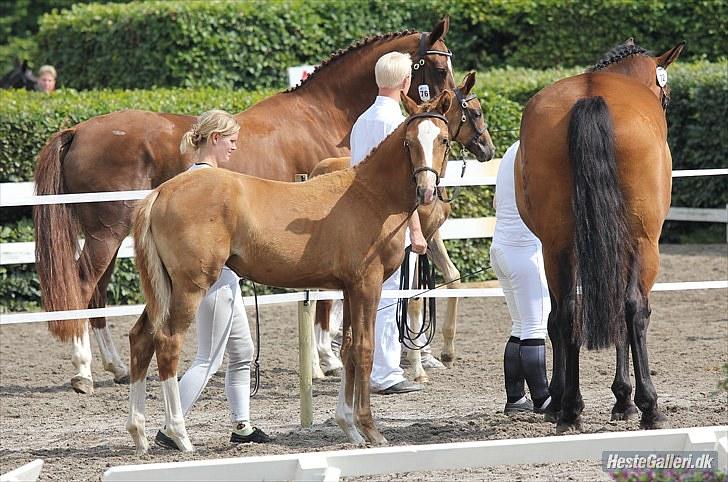 CaVa til følkåring - 15.08.10 billede 7