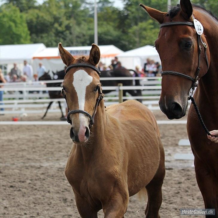 CaVa til følkåring - 15.08.10 billede 8