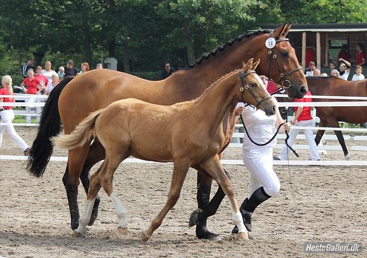 CaVa til følkåring - 15.08.10 billede 9
