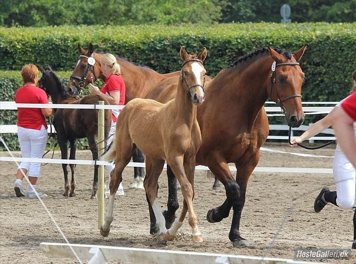CaVa til følkåring - 15.08.10 billede 10