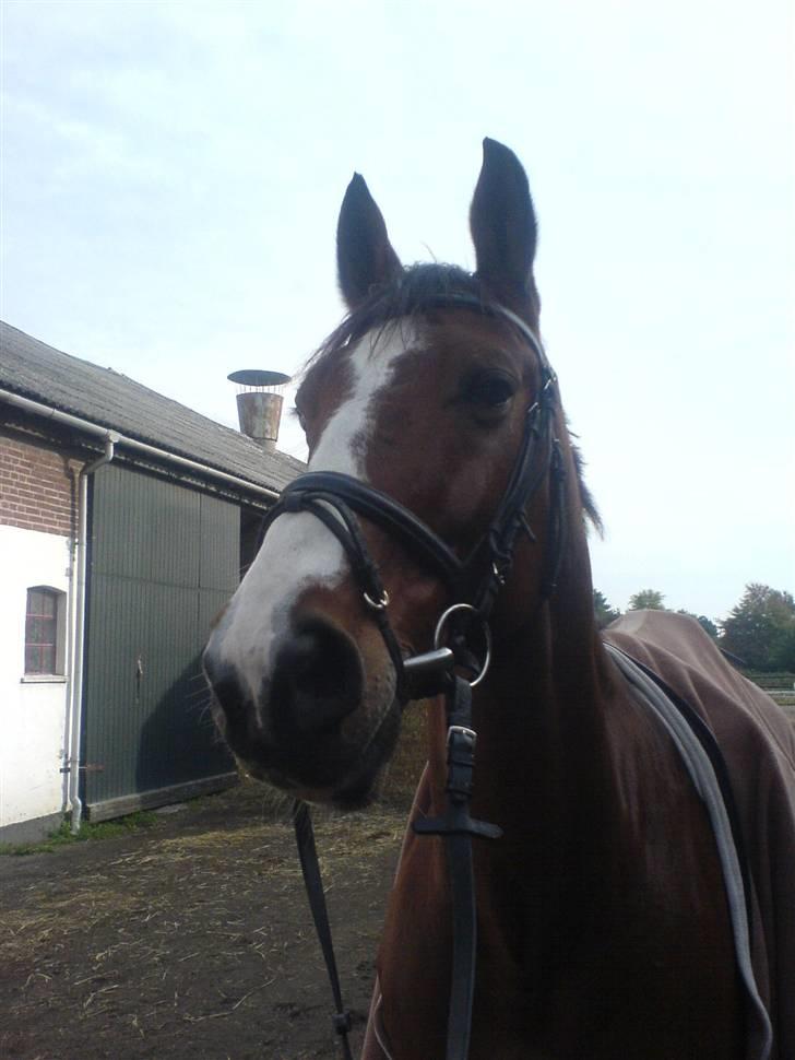 Optimal,toftehøjs cre'diva,romolus og lucky star - Optimal på vej til ridehuset. billede 9