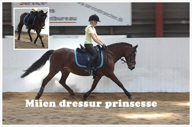 Billeder jeg har lavet  - TIl Team dressur
Det er kun hende der må tage billedet billede 16