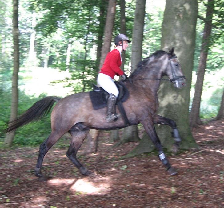 Jagt i Tommerup  + tærren billeder - Jagt i tommerup
taget med mit kamera der synger på det sidste, derfor de slørede billeder billede 4