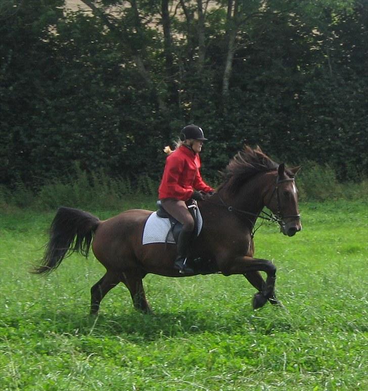 Jagt i Tommerup  + tærren billeder - Jagt i tommerup
taget med mit kamera der synger på det sidste, derfor de slørede billeder billede 5