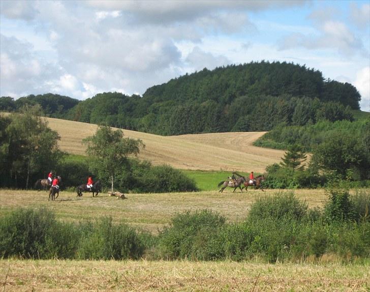Jagt i Tommerup  + tærren billeder - Jagt i tommerup
taget med mit kamera der synger på det sidste, derfor de slørede billeder billede 6
