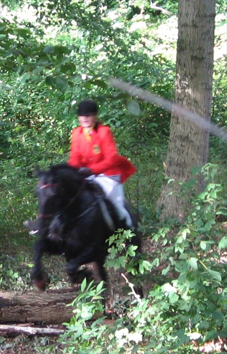 Jagt i Tommerup  + tærren billeder - Jagt i tommerup
taget med mit kamera der synger på det sidste, derfor de slørede billeder billede 8