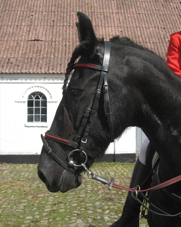 Jagt i Tommerup  + tærren billeder - Jagt i tommerup
taget med mit kamera der synger på det sidste, derfor de slørede billeder billede 9
