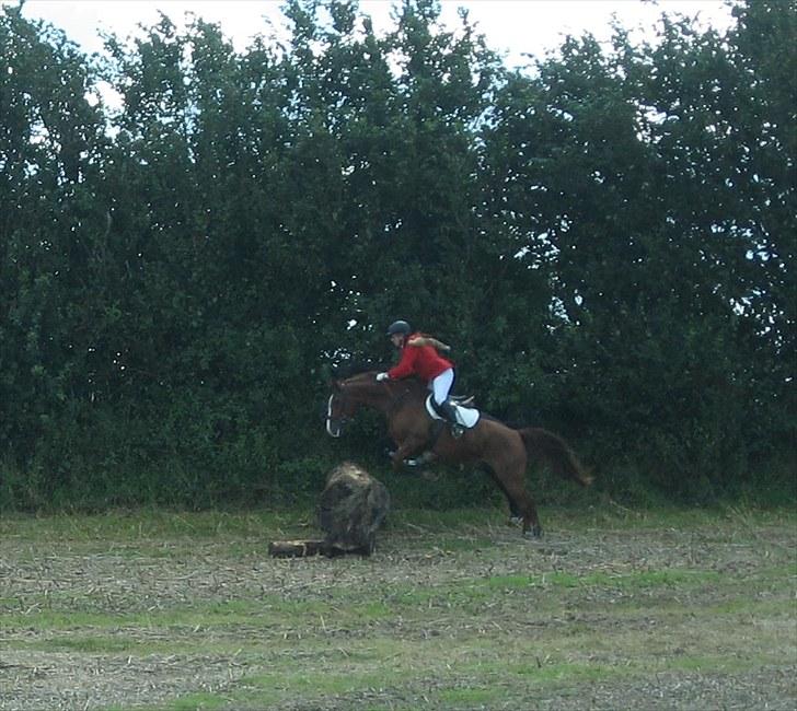 Jagt i Tommerup  + tærren billeder - Jagt i tommerup
taget med mit kamera der synger på det sidste, derfor de slørede billeder billede 15