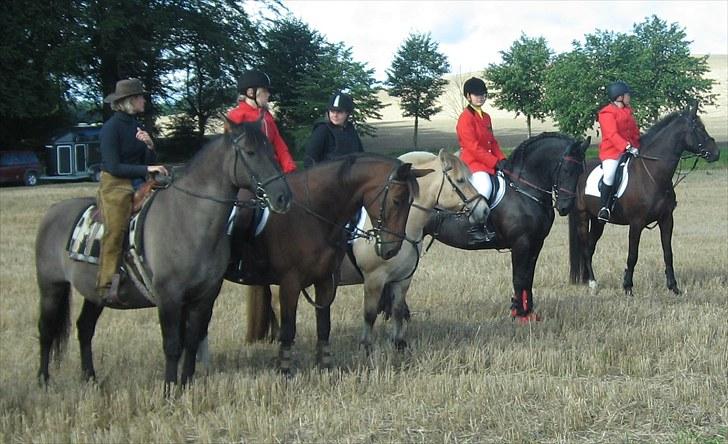 Jagt i Tommerup  + tærren billeder - Jagt i tommerup
taget med mit kamera der synger på det sidste, derfor de slørede billeder billede 17