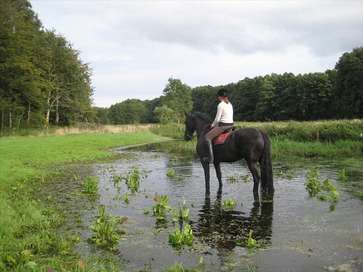 Jagt i Tommerup  + tærren billeder billede 21