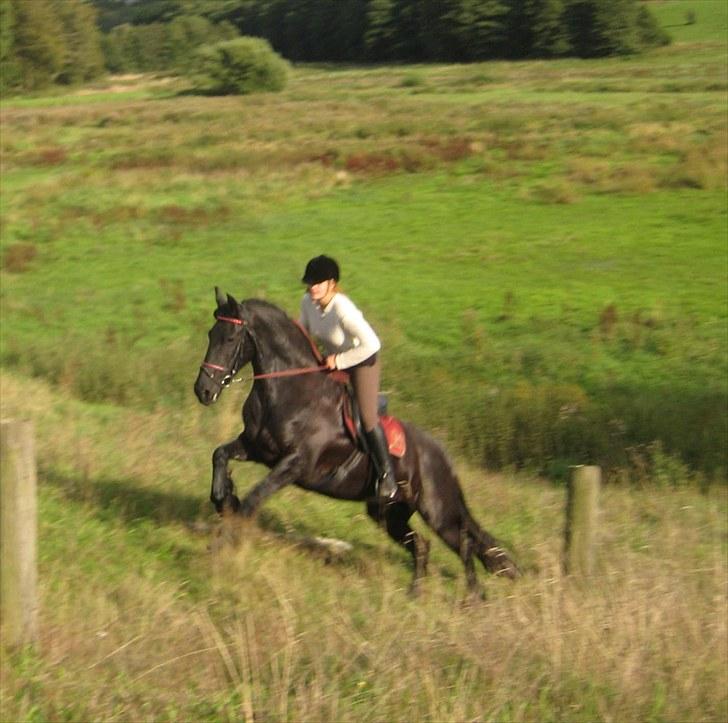 Jagt i Tommerup  + tærren billeder billede 22