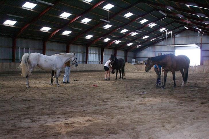 Ridelejr, BBH :D:D - Begyndelse til at neje.. billede 7