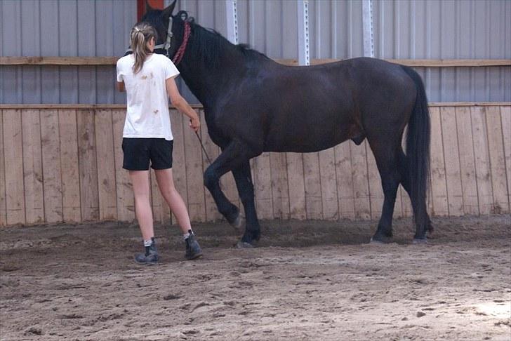 Ridelejr, BBH :D:D - Øvelse til spanske skridt.. billede 8