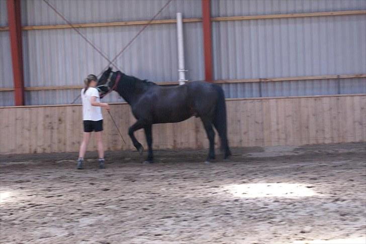 Ridelejr, BBH :D:D - Øvelse til spanske skridt.. billede 9