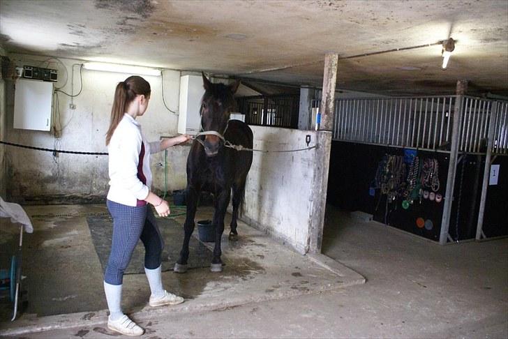 Ridelejr, BBH :D:D - Swingi og Mixi (gamle ejer) :D billede 14