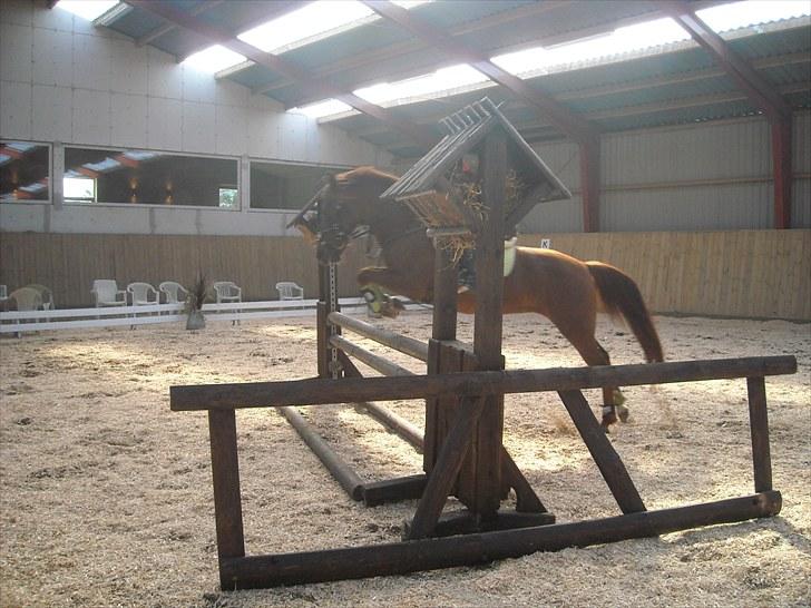 Trænings weekend på Vester Mølle  billede 15