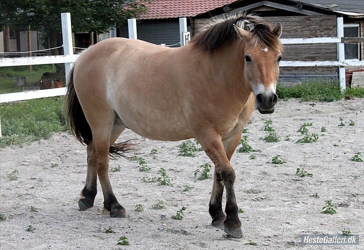 For evigt billede 19