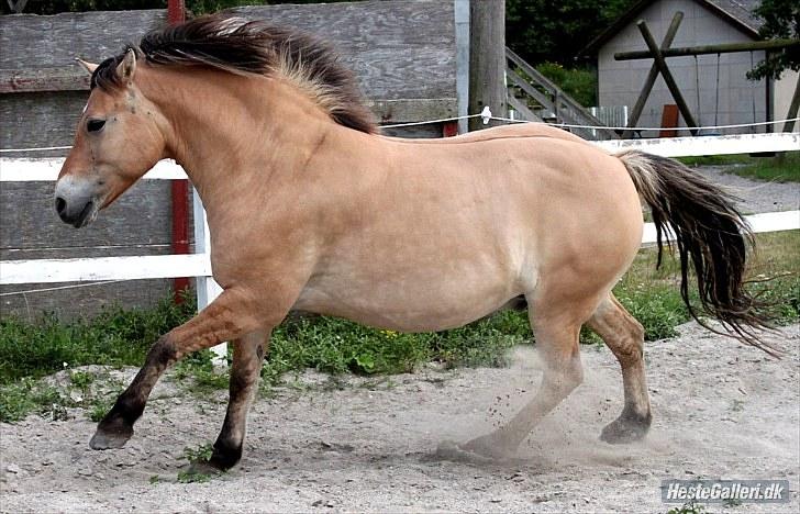 For evigt billede 28