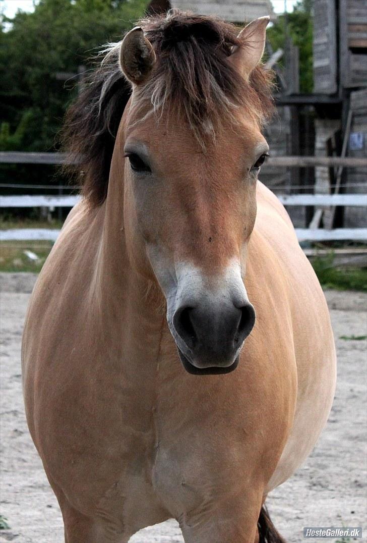 For evigt billede 33