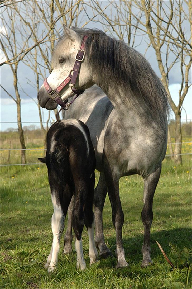 Fifi og føller Chili - - Smukke pige billede 2