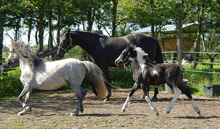 Fifi og føller Chili - billede 3