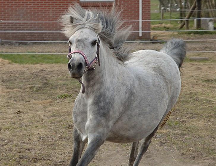 Fifi og føller Chili - - Højdrægtig og stadig adræt billede 5