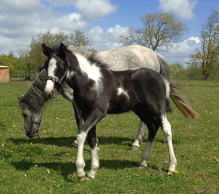 Fifi og føller Chili - - Chili og mor Fifi billede 1