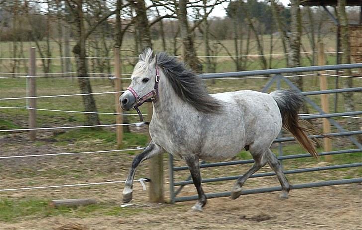 Fifi og føller Chili - - Højdrægtig og stadig adræt billede 6