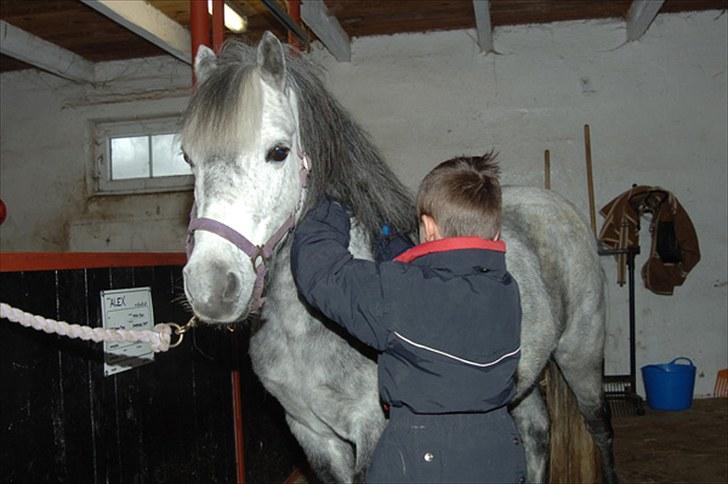 Fifi og føller Chili - - Så rolig en pony...nyder at blive striglet og hygget om billede 8