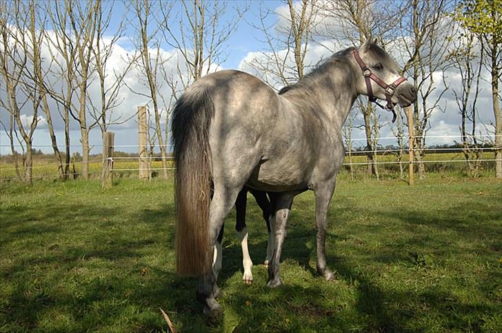 Fifi og føller Chili - billede 9