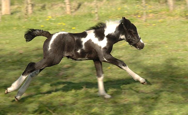 Fifi og føller Chili - - Chili er ved at få styr på sine lange ben billede 10
