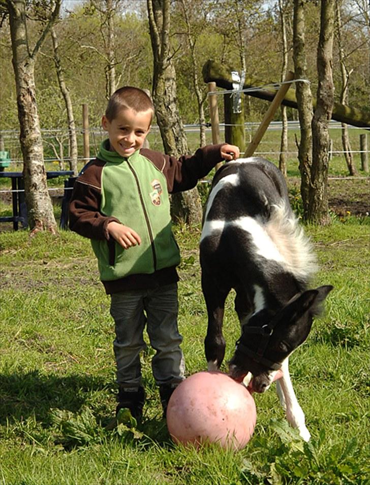 Fifi og føller Chili - billede 11