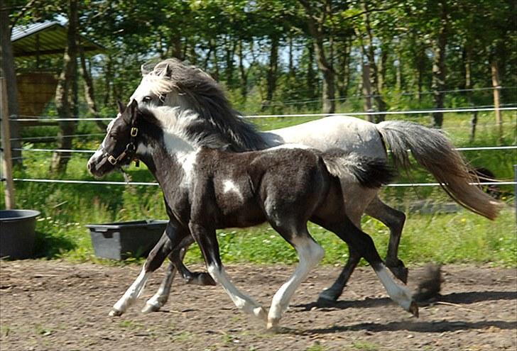 Fifi og føller Chili - billede 12