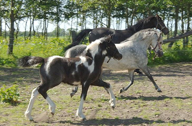 Fifi og føller Chili - - Flotte dreng....med høje knæløft billede 13