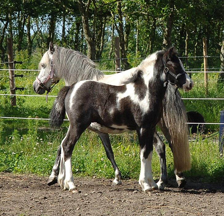 Fifi og føller Chili - billede 14