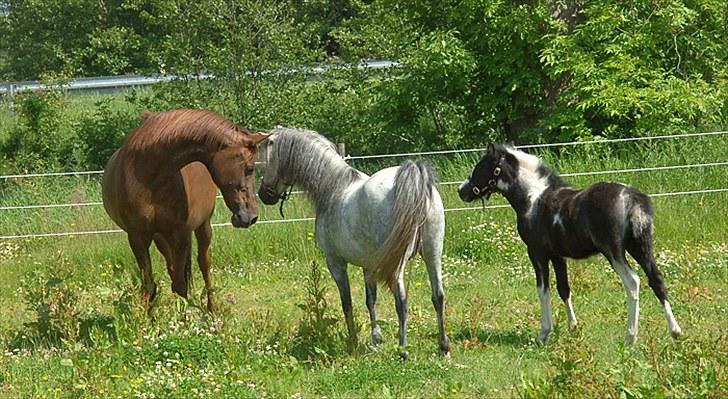 Fifi og føller Chili - billede 15