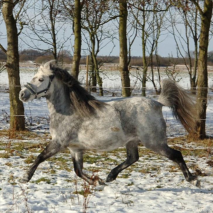 Fifi og føller Chili - - Drægtig Fifi billede 16