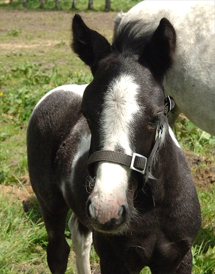 Fifi og føller Chili - billede 17