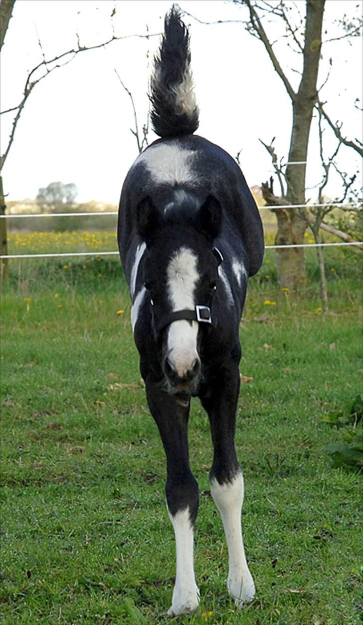 Fifi og føller Chili - - Haha drengerøv billede 18