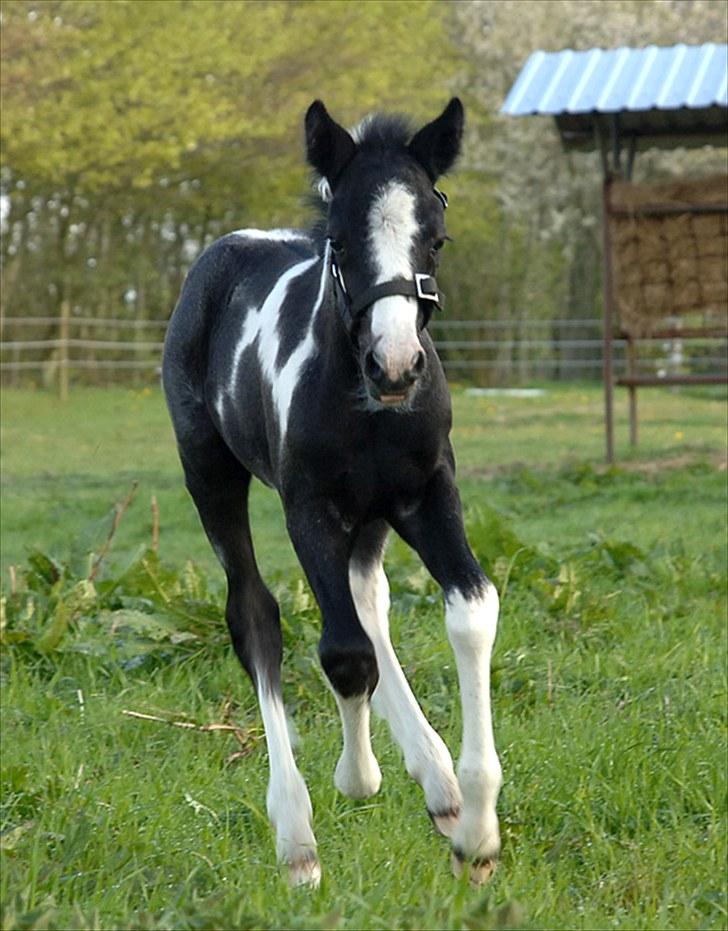 Fifi og føller Chili - billede 19