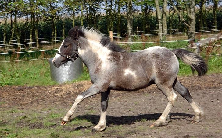 Fifi og føller Chili - billede 21