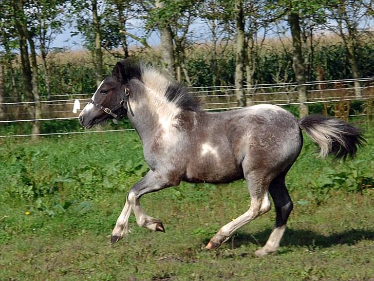 Fifi og føller Chili - - Chili idag...han er ved at skimle af billede 22
