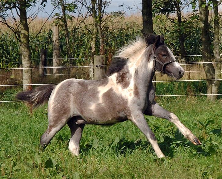 Fifi og føller Chili - billede 23