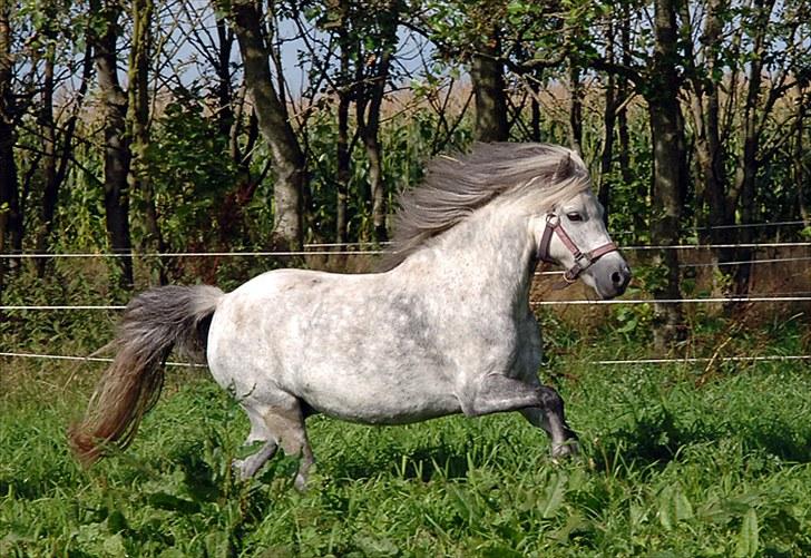 Fifi og føller Chili - billede 24