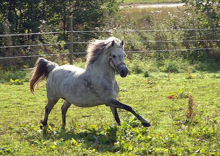 Fifi og føller Chili - billede 25